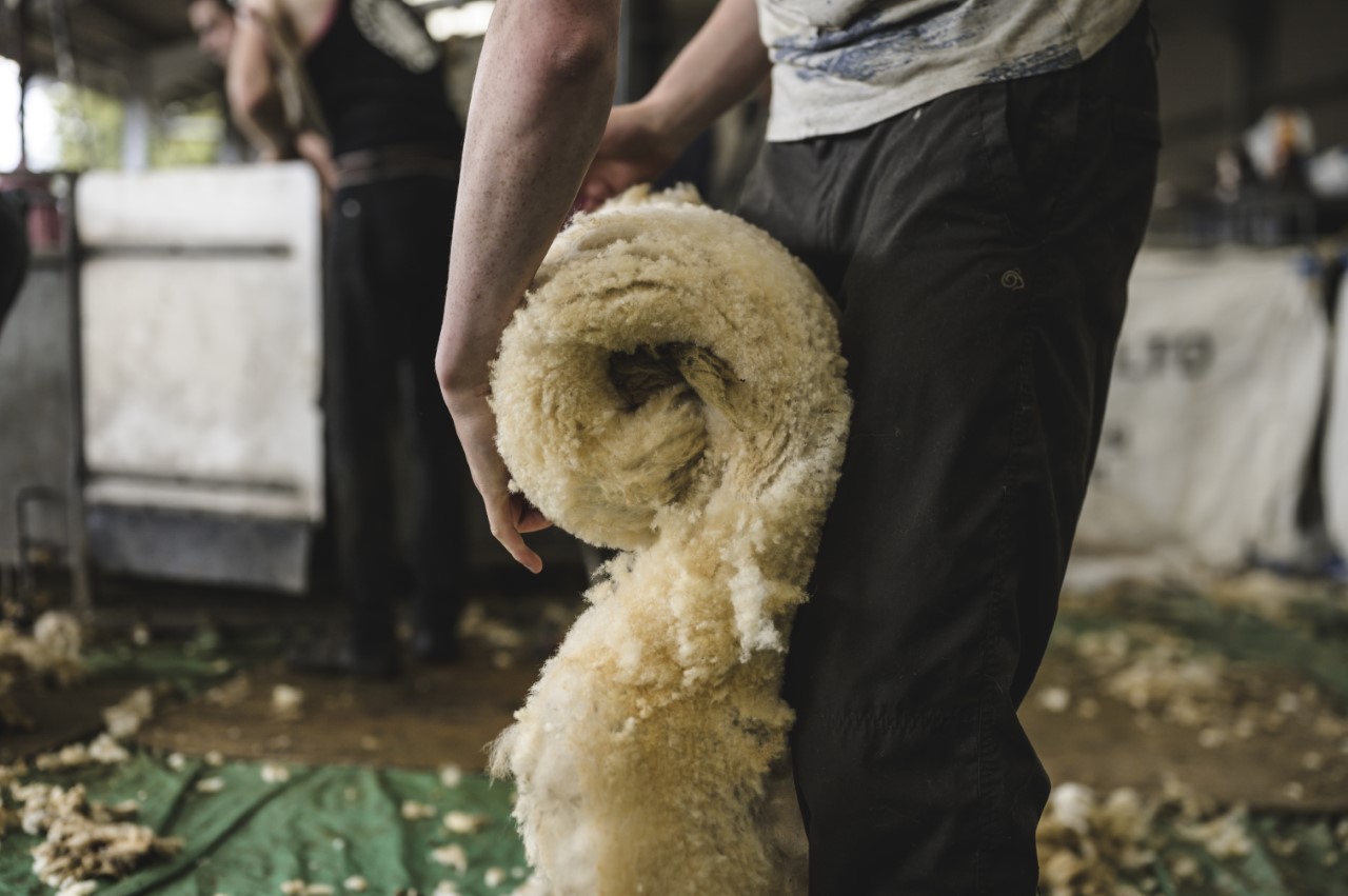 The Importance of Ethical Wool